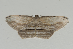 Calletaera postvittata