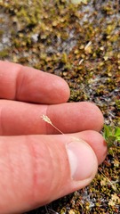 Poa maniototo