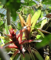 Guzmania lingulata