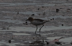 Charadrius ruficapillus