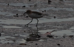 Charadrius ruficapillus