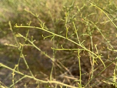 Ambrosia salsola
