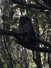 Ninox novaeseelandiae