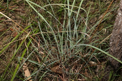 Cymbopogon refractus