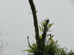 Guzmania coriostachya