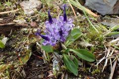 Phyteuma globulariifolium