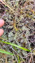 Acaena saccaticupula