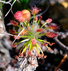 Drosera barbigera