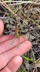 Acaena saccaticupula
