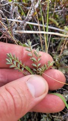 Acaena saccaticupula