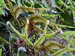 Gleicheniaceae