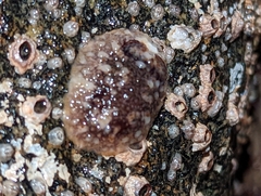 Onchidoris bilamellata