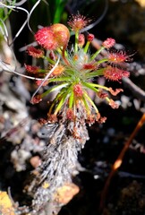 Drosera barbigera