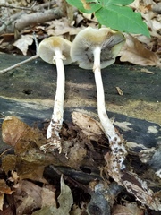 Agrocybe acericola