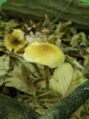 Agrocybe acericola