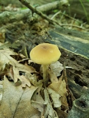 Agrocybe acericola