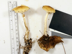 Agrocybe acericola