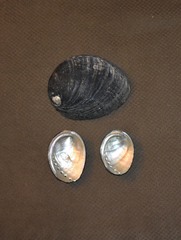 Haliotis cracherodii