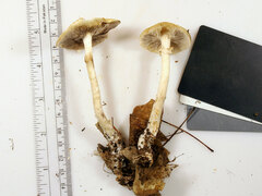 Agrocybe acericola
