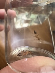 Camponotus conspicuus