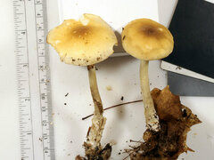 Agrocybe acericola