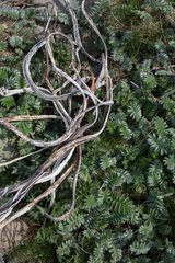 Laminaria hyperborea