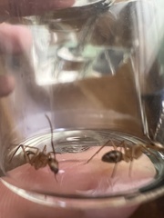 Camponotus conspicuus