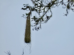 Psarocolius decumanus