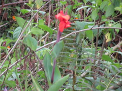 Canna × generalis
