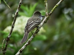 Myiarchus cephalotes