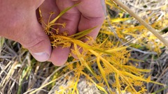 Aciphylla montana