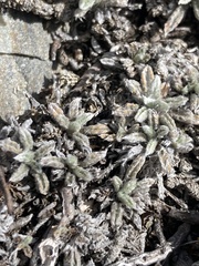 Leptinella albida