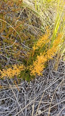Aciphylla montana