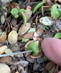 Corybas cheesemanii
