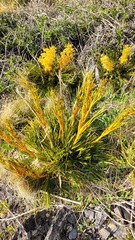 Aciphylla montana