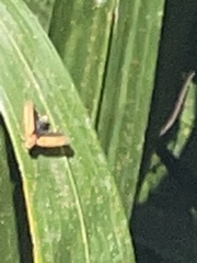 Bothrogonia addita