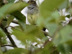 Myiarchus cephalotes