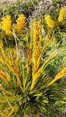 Aciphylla montana