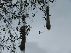 Psarocolius decumanus