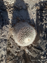 Mammillaria