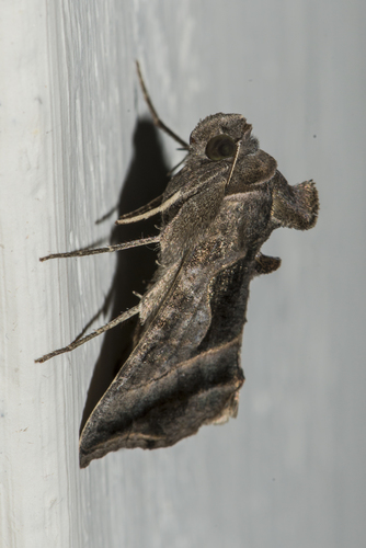 Ctenoplusia placida