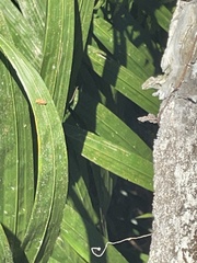 Bothrogonia addita