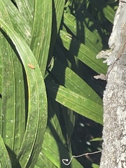 Bothrogonia addita