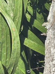 Bothrogonia addita