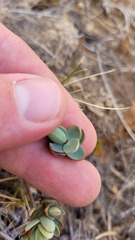 Veronica pinguifolia