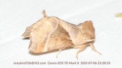 Gonoclostera timoniorum