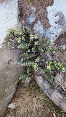 Veronica pinguifolia