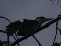 Todiramphus sordidus