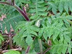 Munnozia