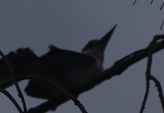 Todiramphus sordidus